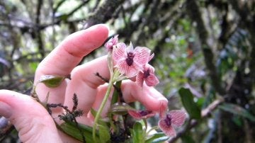 Nuevo tipo de orquídea, Telipogon diabolicus