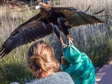 Un águila a punto de capturar a un joven en un espectáculo de aves rapaces.