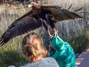Un águila a punto de capturar a un joven en un espectáculo de aves rapaces. Un águila a punto de capturar a un joven en un espectáculo de aves rapaces.