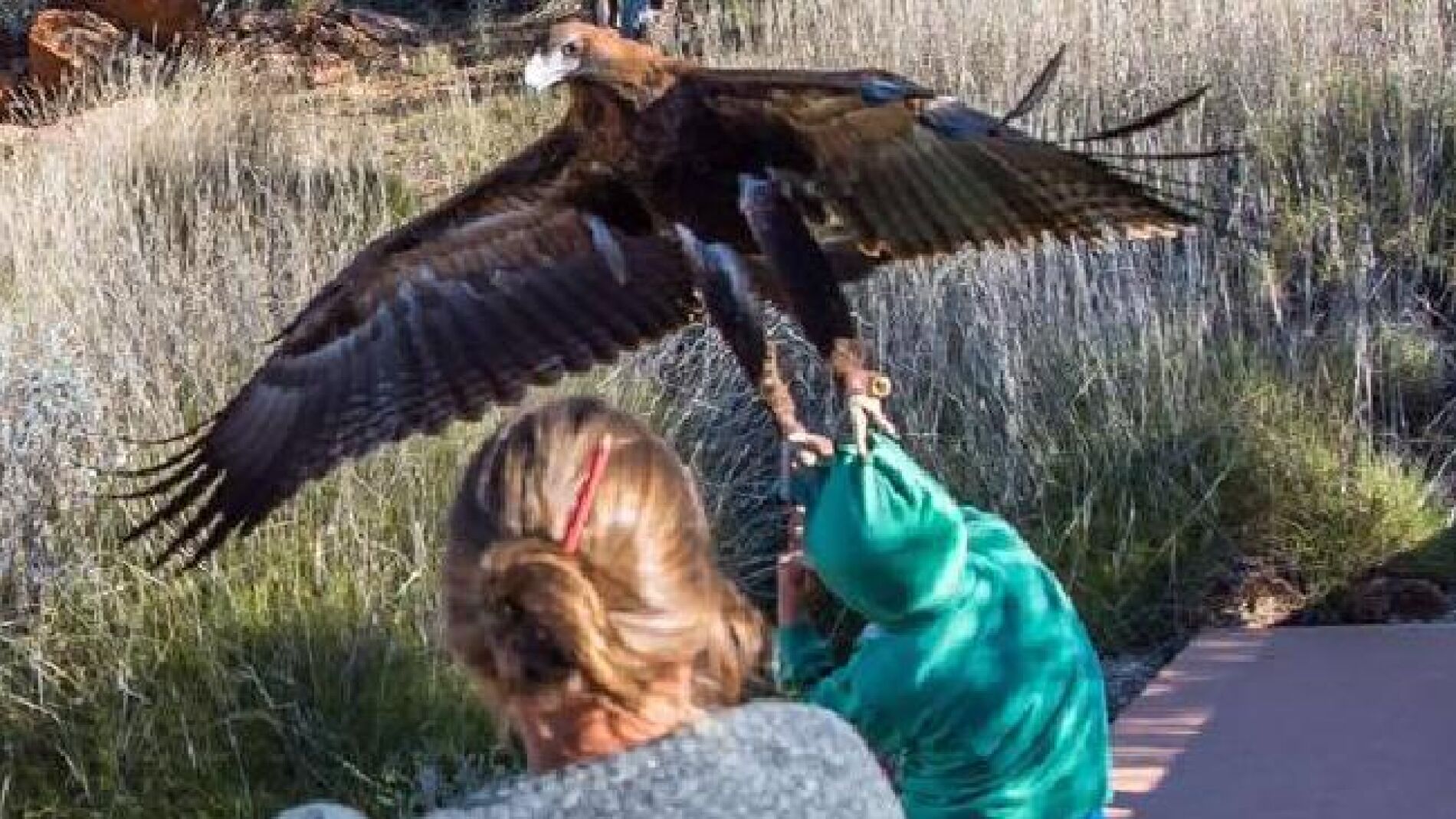 Un &aacute;guila a punto de capturar a un joven en un espect&aacute;culo de aves rapaces.
