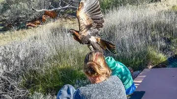 Un águila a punto de capturar a un joven en un espectáculo de aves rapaces. Un águila a punto de capturar a un joven en un espectáculo de aves rapaces.