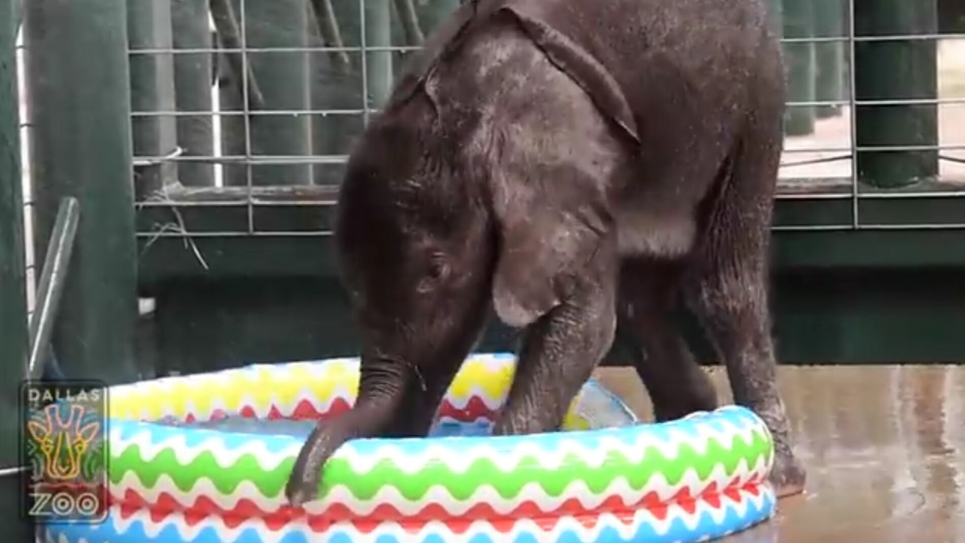 Ellie ba&ntilde;&aacute;ndose en Dallas.