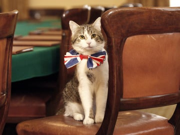 El gato Larry, el 'ratonero jefe' del Downing Street 