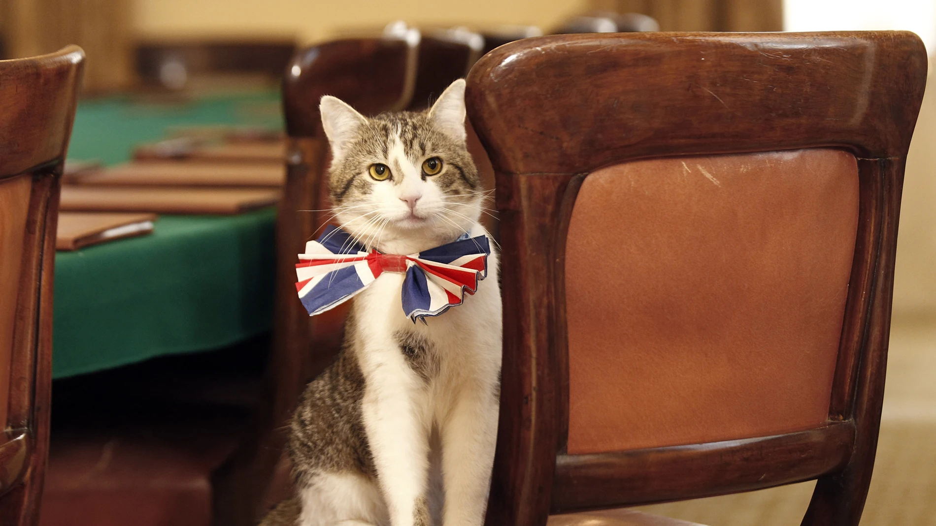 El gato Larry, el 'ratonero jefe' del Downing Street El gato Larry, el 'ratonero jefe' del Downing Street