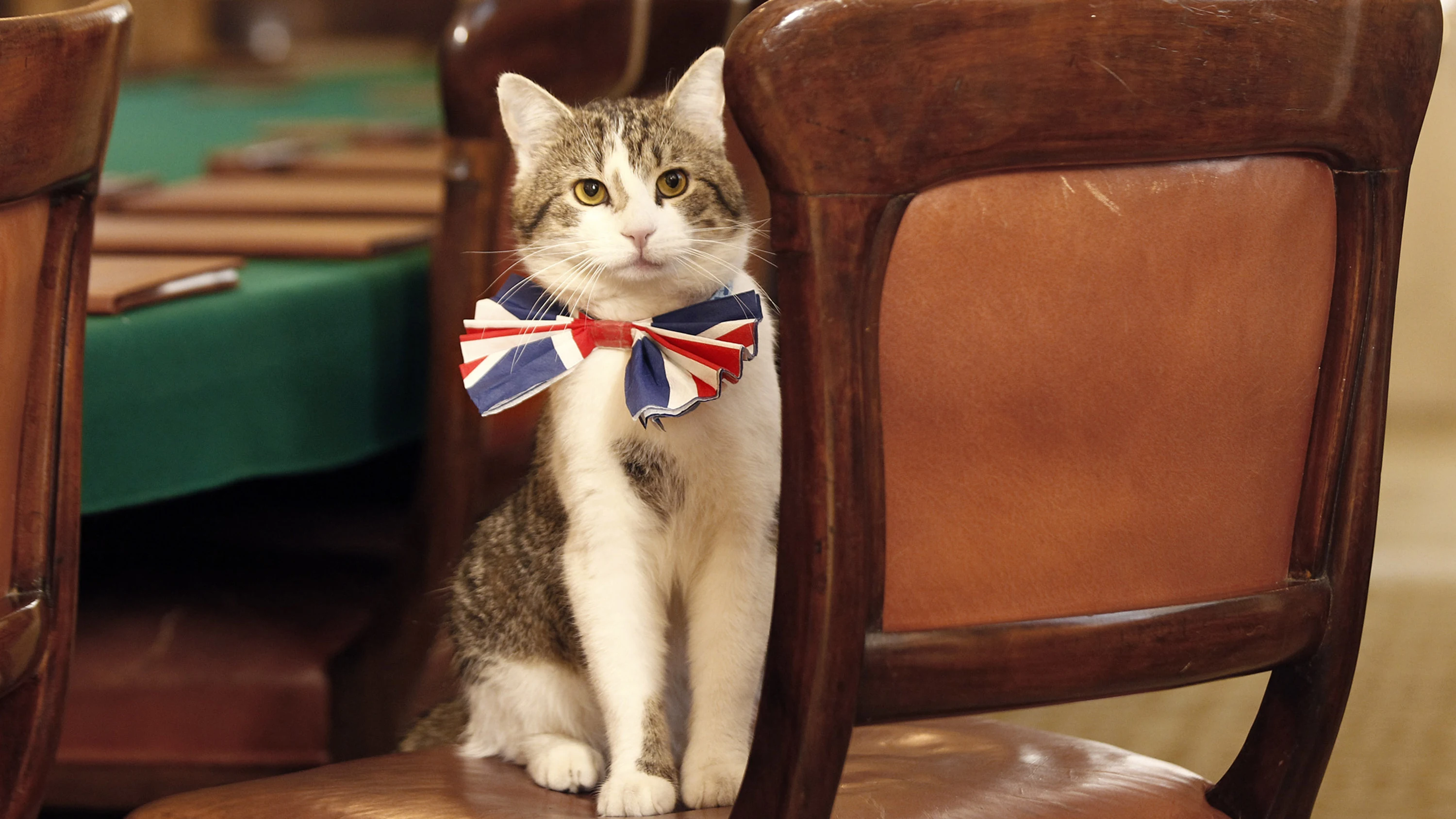 El gato Larry, el 'ratonero jefe' del Downing Street El gato Larry, el 'ratonero jefe' del Downing Street