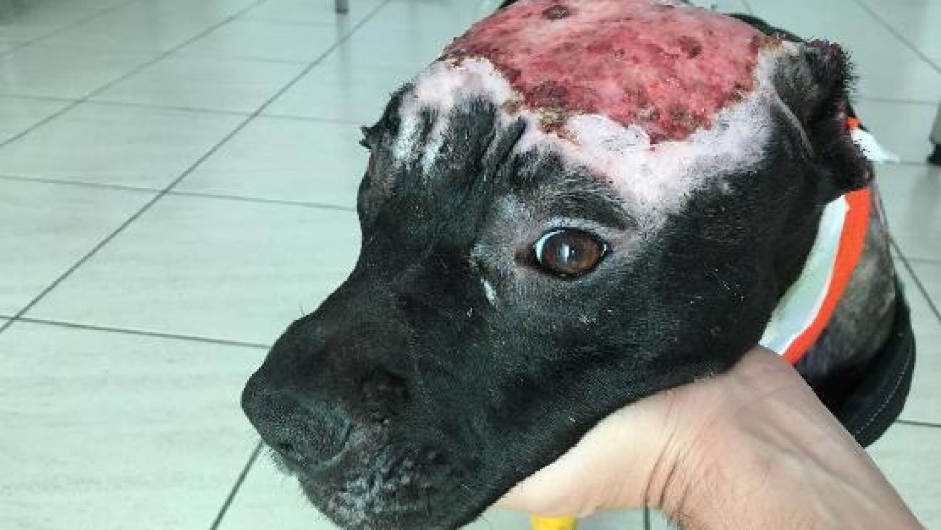 Imagen difundida por la Guardia Civil en Twitter.