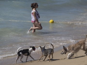 Los perros disfrutan en una playa.