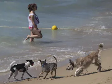 Los perros disfrutan en una playa. Los perros disfrutan en una playa.