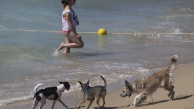 Los perros de Barcelona estrenan la primera playa de la ciudad reservada para ellos