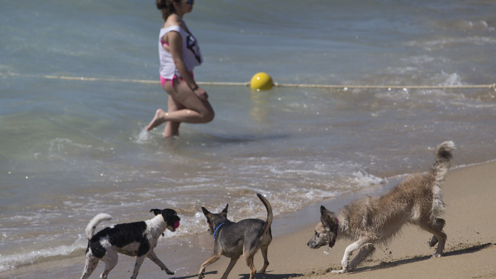 Los perros de Barcelona estrenan la primera playa de la ciudad reservada para ellos