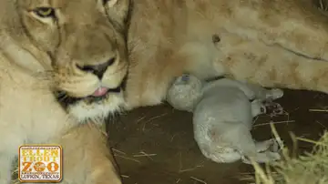 La leona junto a su hijo La leona junto a su hijo