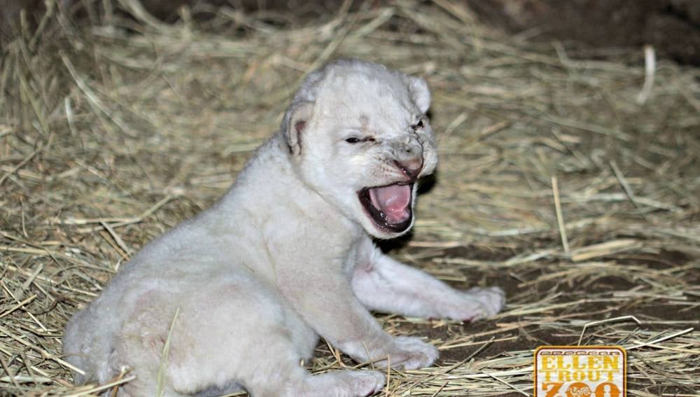 Nace un león blanco en un zoo de Texas