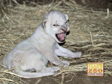 El león blanco recién nacido