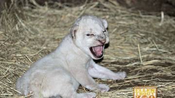El león blanco recién nacido