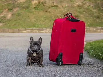Bulldog francés Bulldog francés