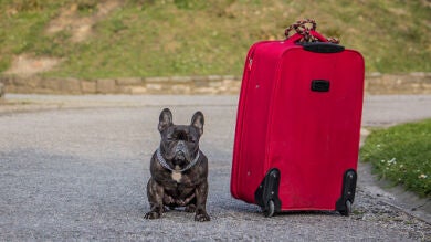 Demanda a una aerolínea por la muerte de un bulldog tras nueve horas en la bodega