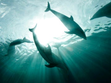 Imagen de archivo de varios delfines