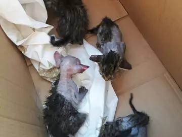 La camada de gatos La camada de gatos