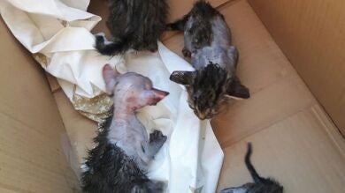 Detenido un hombre en Alicante por quemar vivos a una camada de gatos recién nacidos