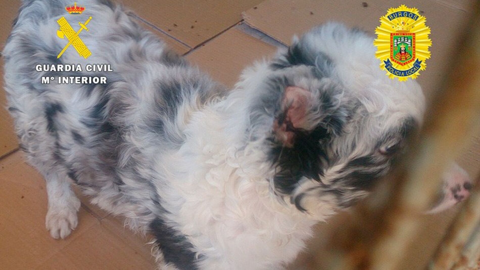 Cachorro con las orejas amputadas