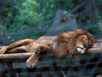 Un león en el zoológico de Caricuao