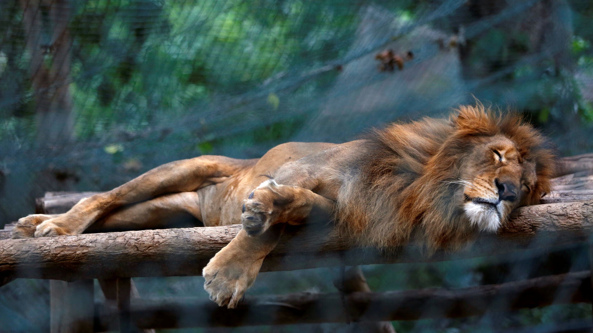 Un le&oacute;n en el zool&oacute;gico de Caricuao