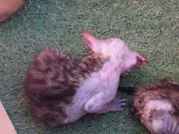 El gato fallecido El gato fallecido