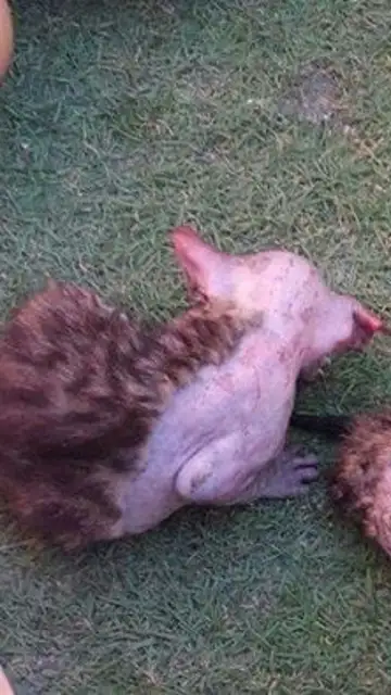 El gato fallecido El gato fallecido