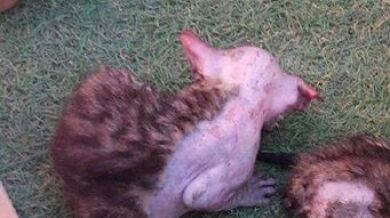 Muere uno de los gatos que fueron rociados con líquido abrasivo en Alicante