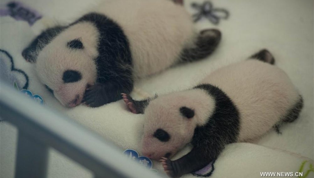 Gemelos panda