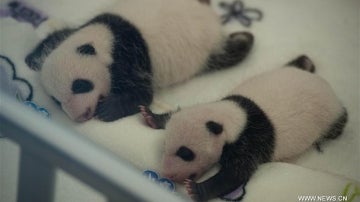 Gemelos panda