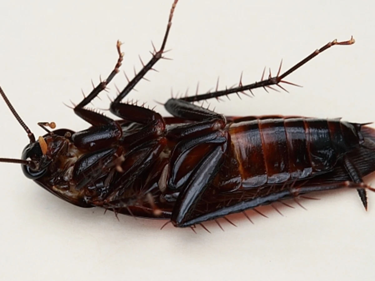 Alertan que el cambio climático está provocando 'cucarachas mutantes' más resistentes a los insecticidas