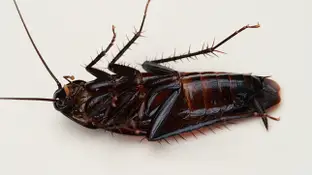CUCARACHA CUCARACHA