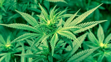 El Servicio Aéreo de la Guardia Civil descubre 200 plantas en una finca en Murcia