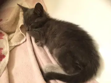 La gata Mewtwo que ha sido rescatada gracias a una chica que jugaba a PokémonGO La gata Mewtwo que ha sido rescatada gracias a una chica que jugaba a PokémonGO