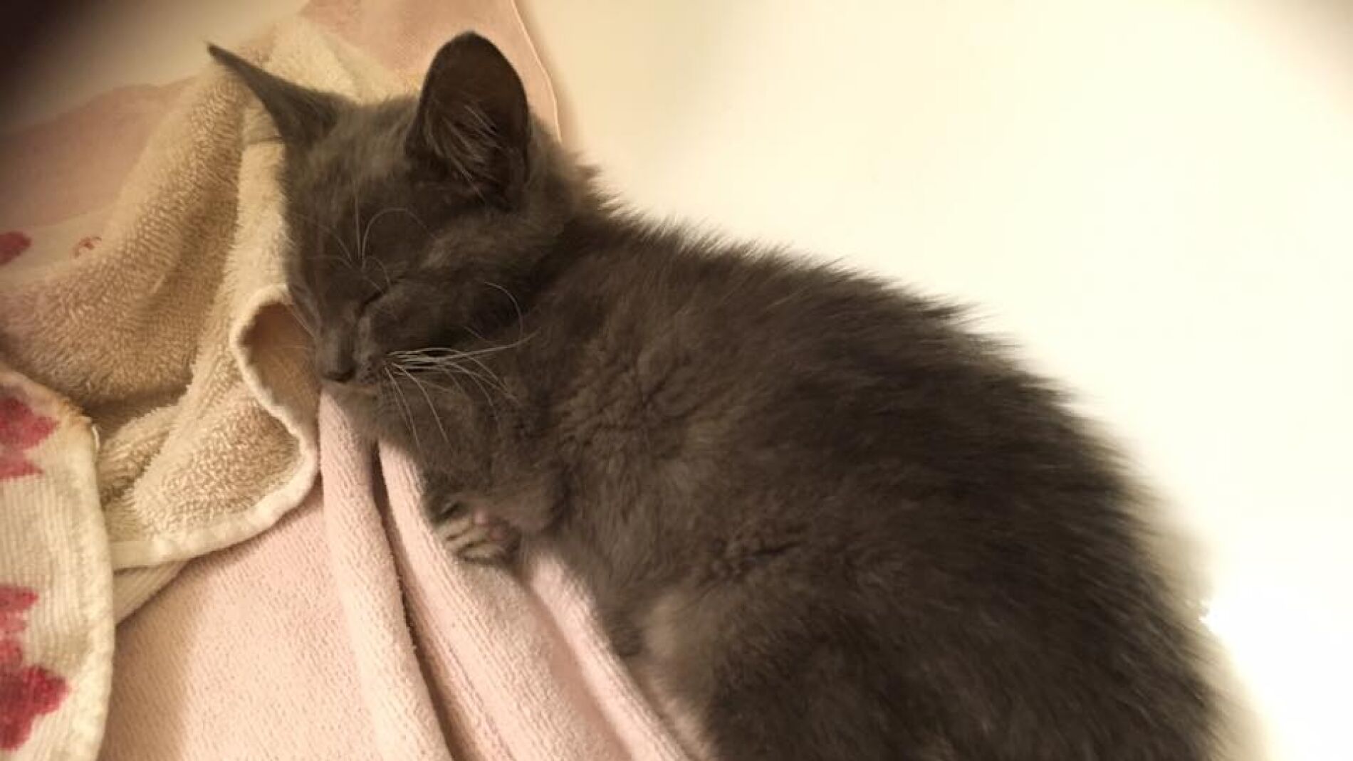 La gata Mewtwo que ha sido rescatada gracias a una chica que jugaba a Pok&eacute;monGO