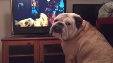 La Bulldog más protectora del mundo: intenta salvar a la protagonista de una película de miedo