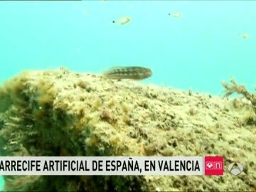 Arrecife artificial en Valencia