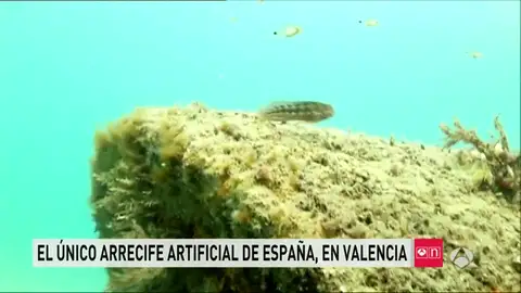 Arrecife artificial en Valencia Arrecife artificial en Valencia