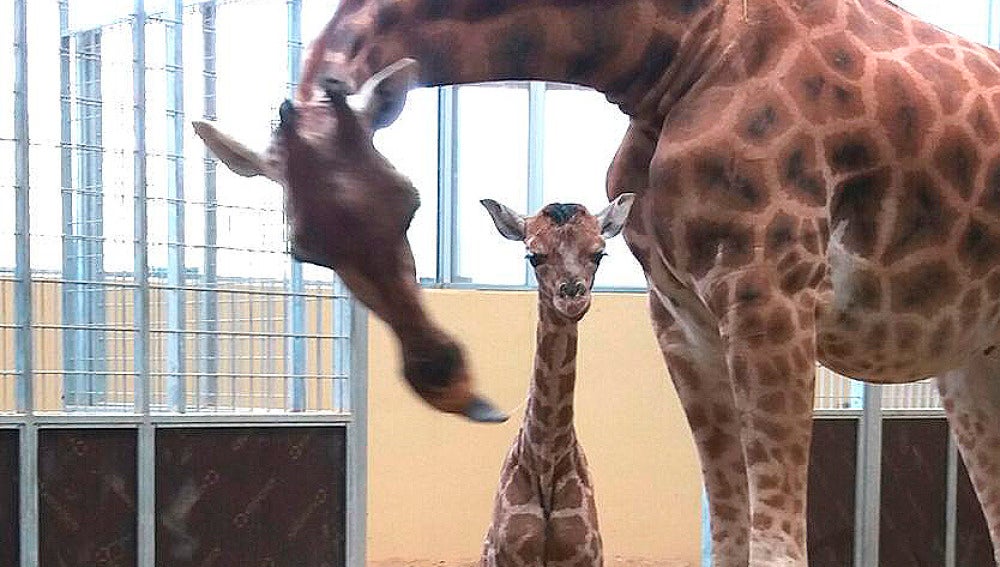El nuevo habitante en el Zoo de Barcelona