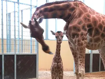 El nuevo habitante en el Zoo de Barcelona El nuevo habitante en el Zoo de Barcelona