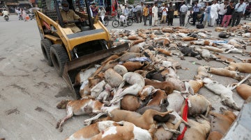 Cientos de perros envenenados en Paquistán 