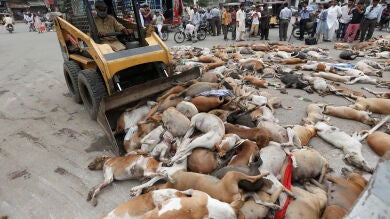 Funcionarios paquistaníes envenenan a más de 700 perros callejeros para evitar los miles de ataques anuales a personas