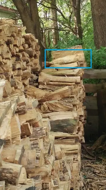 El gato, durmiendo sobre un tronco El gato, durmiendo sobre un tronco