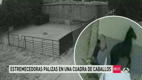 Frame 10.221715 de: CABALLOS