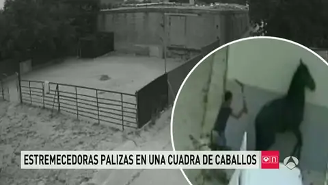 Frame 10.221715 de: CABALLOS Frame 10.221715 de: CABALLOS