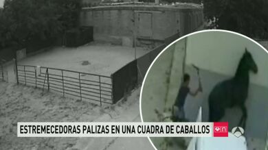 Detenido el empleado de un picadero que maltrataba y golpeaba a los caballos