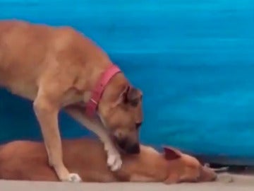 Un perro intenta despertar a otro perro atripellado
