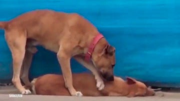 Un perro intenta despertar a otro perro atripellado