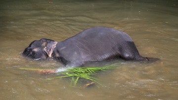 Un elefante en aguas de Sri Lanka